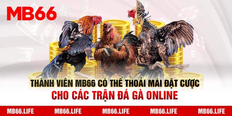 Thành viên Mb66 có thể thoải mái đặt cược cho các trận Đá Gà online